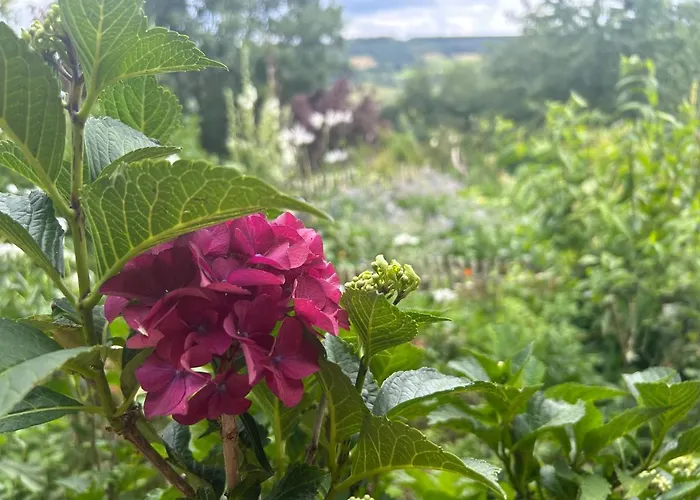 Au Mont Des Brumes * Stoumont